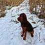 dog, brown_dog, snow, winter, path, cornfield, dried_corn_stalks, outdoor, animal, pet, canine, sitting, nature, rural, cold, fur, muzzle, ears, quiet, daylight