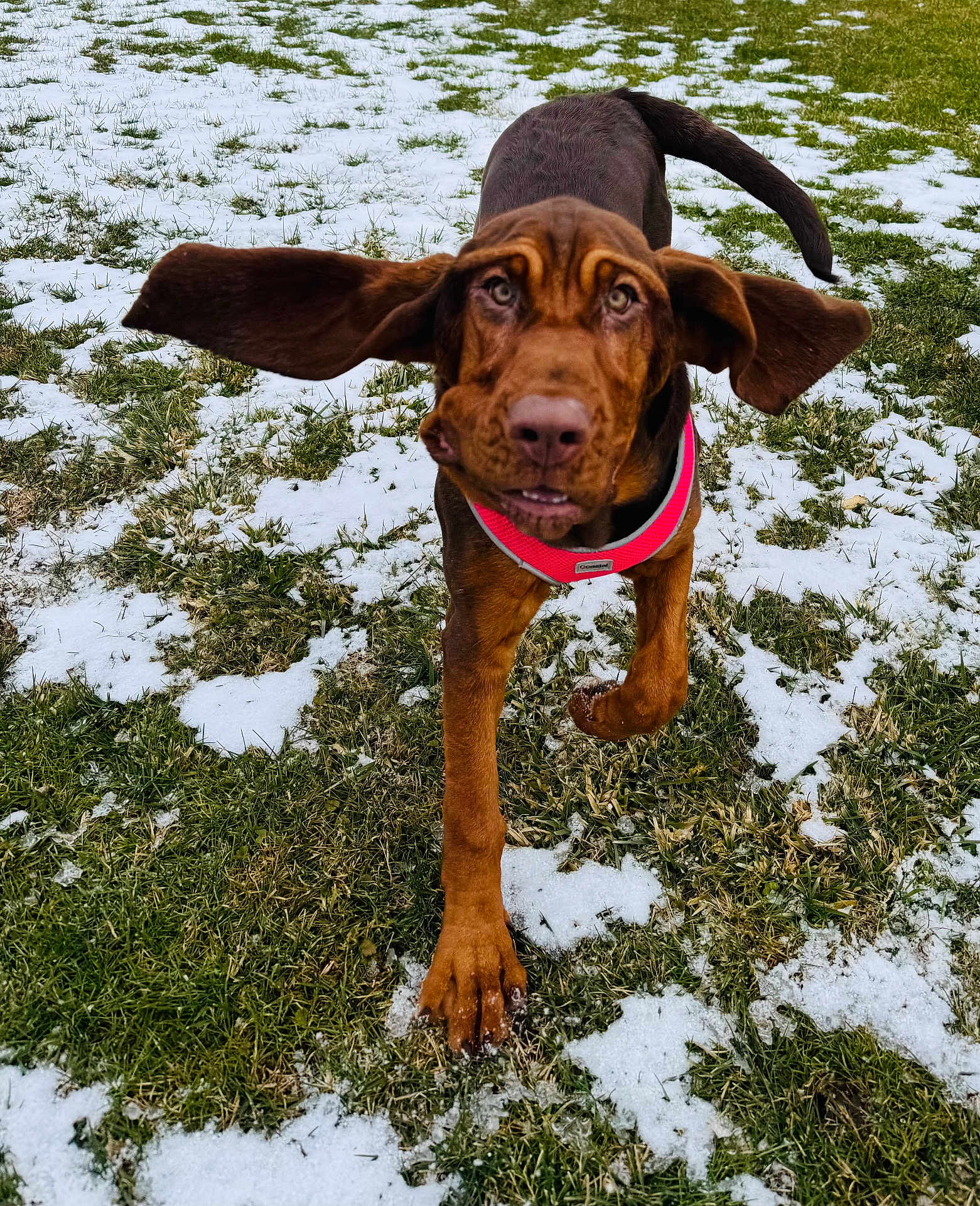 Annie joined the competition — help win amazing prizes! dog, brown_dog, playing, snow, grass, outdoor, pet, canine, collar, active, ears_flapping, walking, animal, nature, winter, young_dog, curious, close_up, daylight, fun