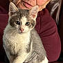 kitten, cat, animal, pet, gray, white, fur, ears, whiskers, leather_chair, elderly_person, face, sweater, maroon, indoor, close_up, cute, curious, sitting, portrait