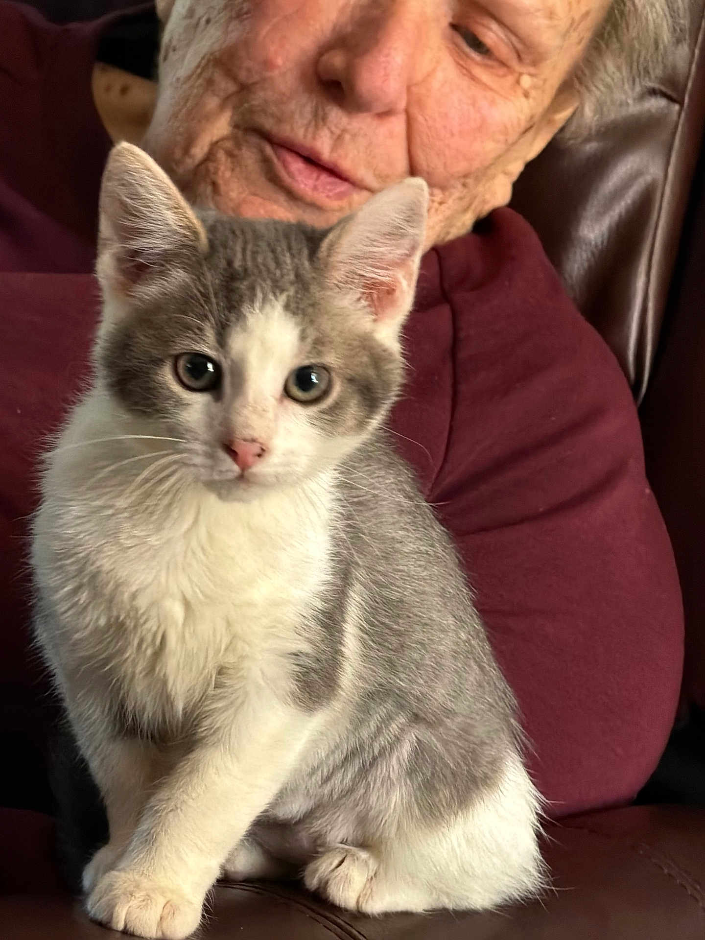 Ms. P joined the competition — help win amazing prizes! kitten, cat, animal, pet, gray, white, fur, ears, whiskers, leather_chair, elderly_person, face, sweater, maroon, indoor, close_up, cute, curious, sitting, portrait