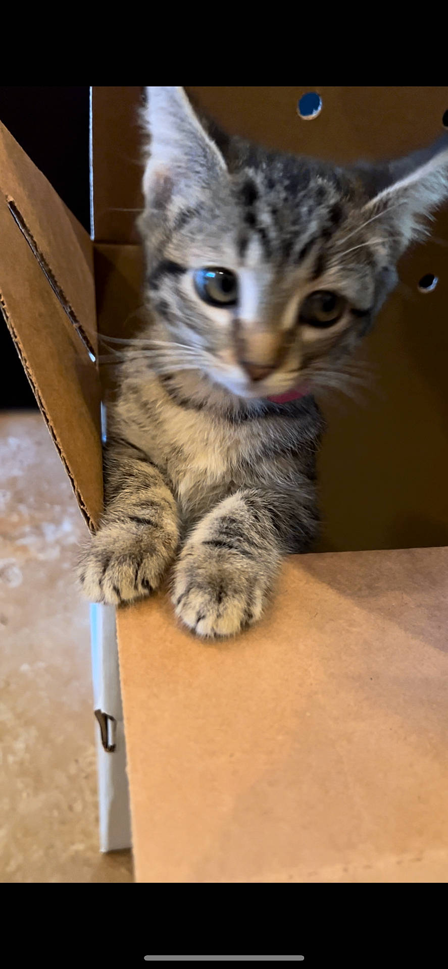 Savantha joined the competition — help win amazing prizes! abyssinian, animal, box, cardboard, carton, cat, computer, electronics, hardwood, kitten, laptop, manx, pc, pet, plywood, shelf, wood