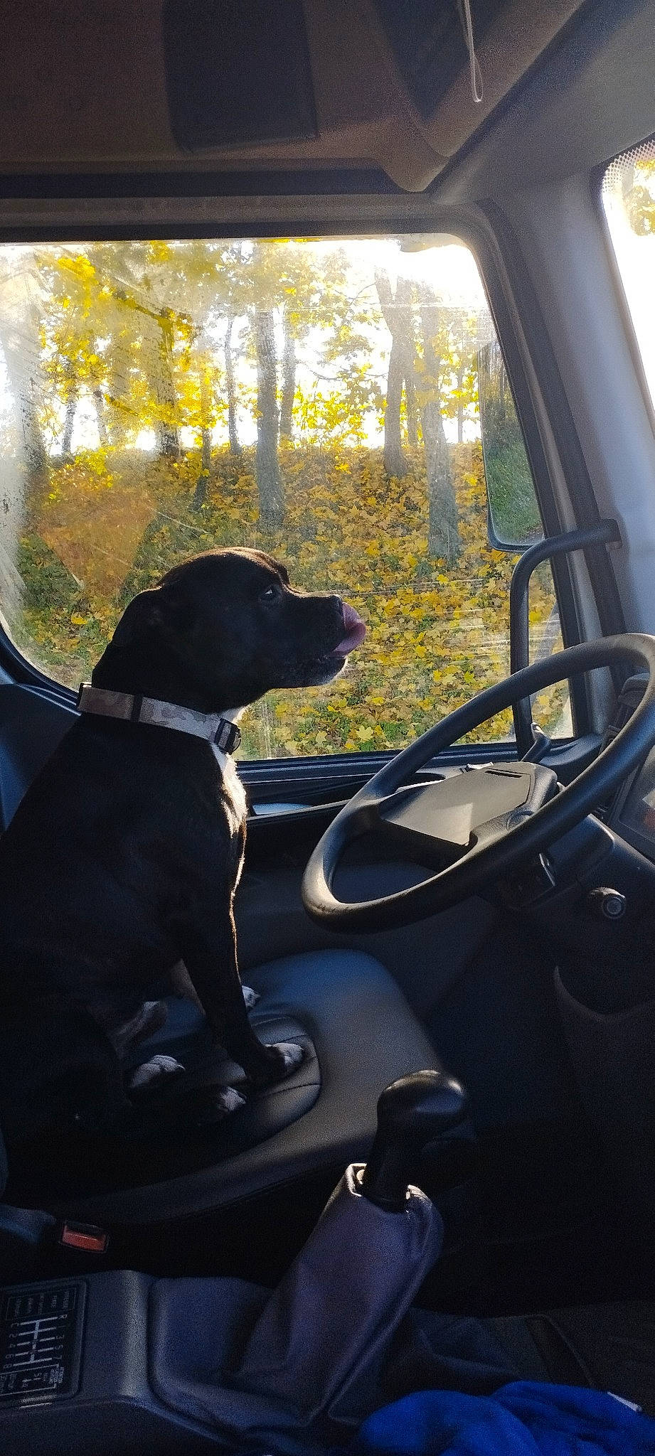 Iron participe au concours pour gagner de l'argent avec cette photo : auto_part, automotive_design, automotive_exterior, automotive_mirror, automotive_side_view_mirror, automotive_window_part, car, carnivore, dog, motor_vehicle, plant, steering_part, steering_wheel, tints_and_shades, tree, vehicle, vehicle_door, window, windshield, yellow