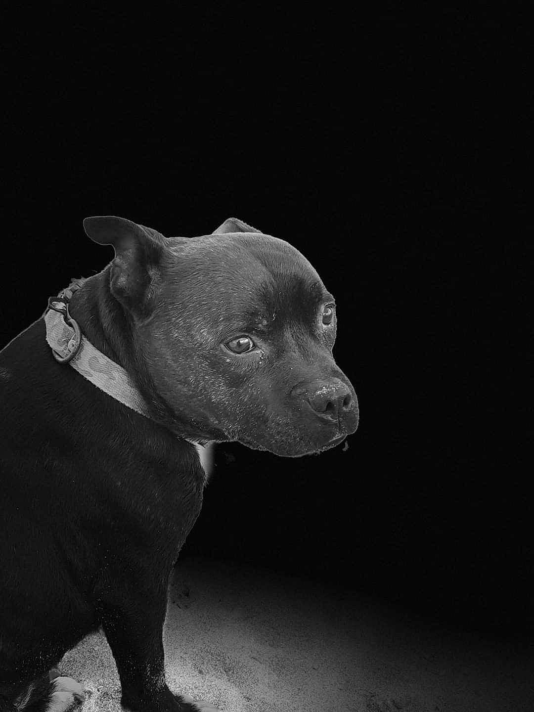 Iron participe au concours pour gagner de l'argent avec cette photo : canidae, carnivore, collar, companion_dog, darkness, dog, dog_breed, dog_collar, fawn, monochrome, monochrome_photography, non_sporting_group, sculpture, snout, sporting_group, tail, terrestrial_animal, whiskers, wildlife, working_animal