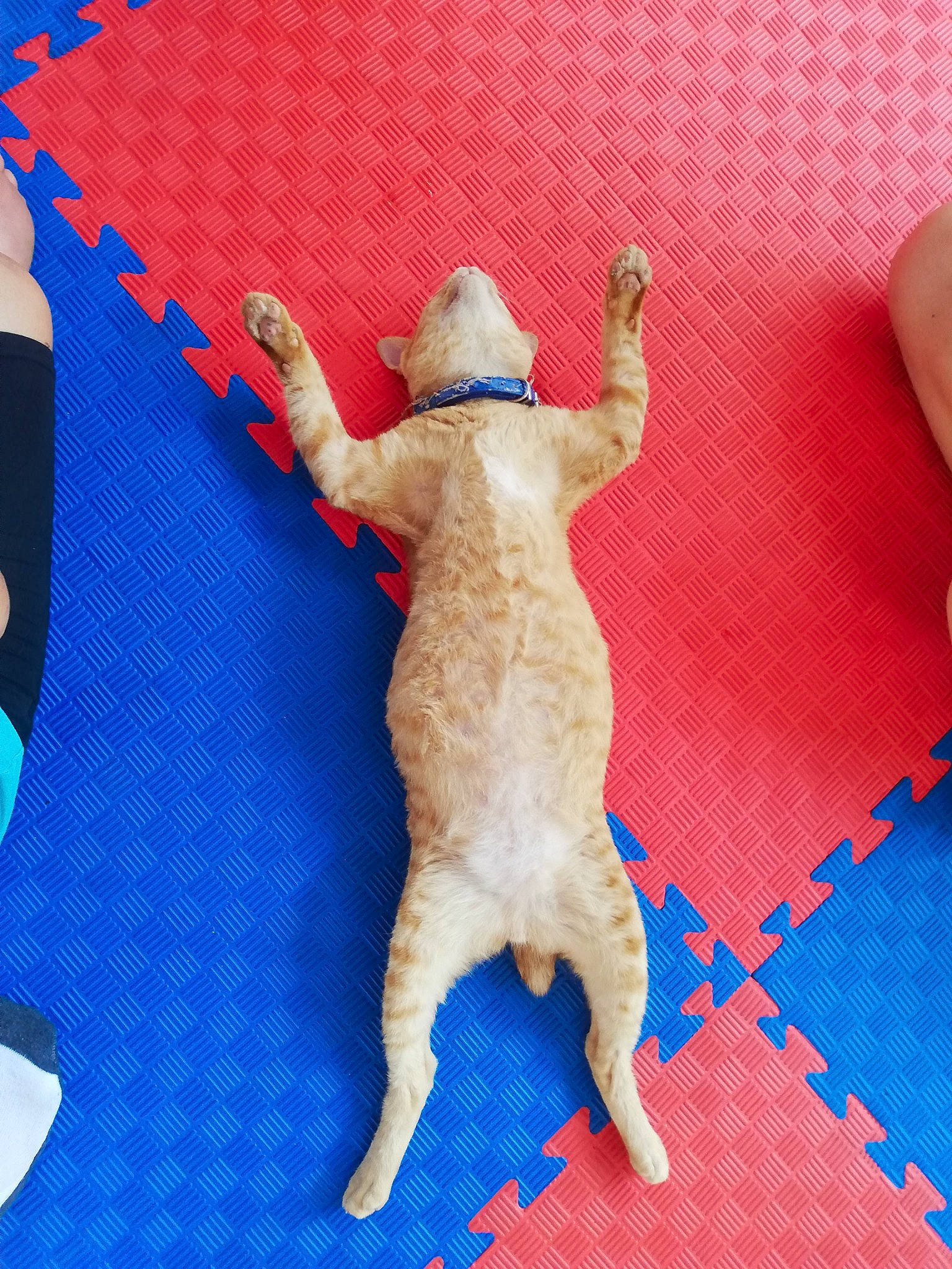 Pepette participe au concours pour gagner de l'argent avec cette photo : art, carmine, creative_arts, electric_blue, fawn, felidae, fictional_character, finger, flooring, foot, linens, paper_product, plush, small_to_medium_sized_cats, stuffed_toy, tail, textile, toy, wood, working_animal