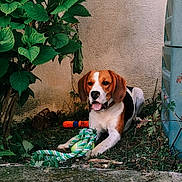 Artémis a rejoint le concours — aidez-le/la à gagner de superbes lots ! animal, beagle, brown, dog, grass, green, happy, leaf, nature, orange_toy, outdoor, paw, pet, plant, playful, resting, rope_toy, tongue_out, toy, wall