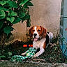 animal, beagle, brown, dog, grass, green, happy, leaf, nature, orange_toy, outdoor, paw, pet, plant, playful, resting, rope_toy, tongue_out, toy, wall