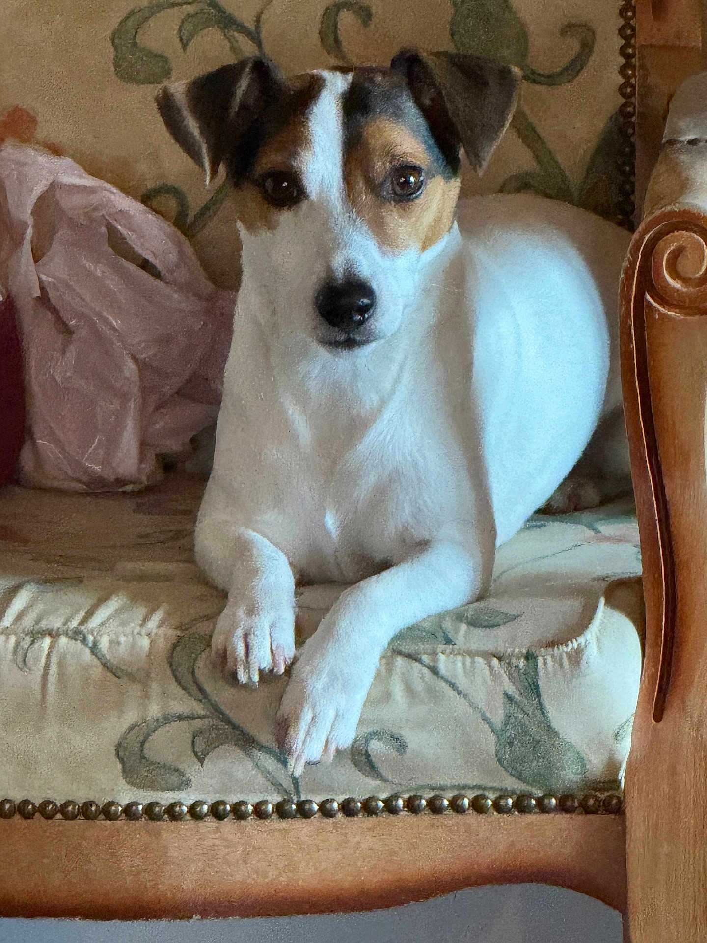 Shayla a rejoint le concours — aidez-le/la à gagner de superbes lots ! dog, pet, couch, floral_pattern, vintage_furniture, indoor, relaxed, animal, canine, brown_and_white, ears, paws, nail, face, fur, domestic_animal, resting, comfort, home, portrait