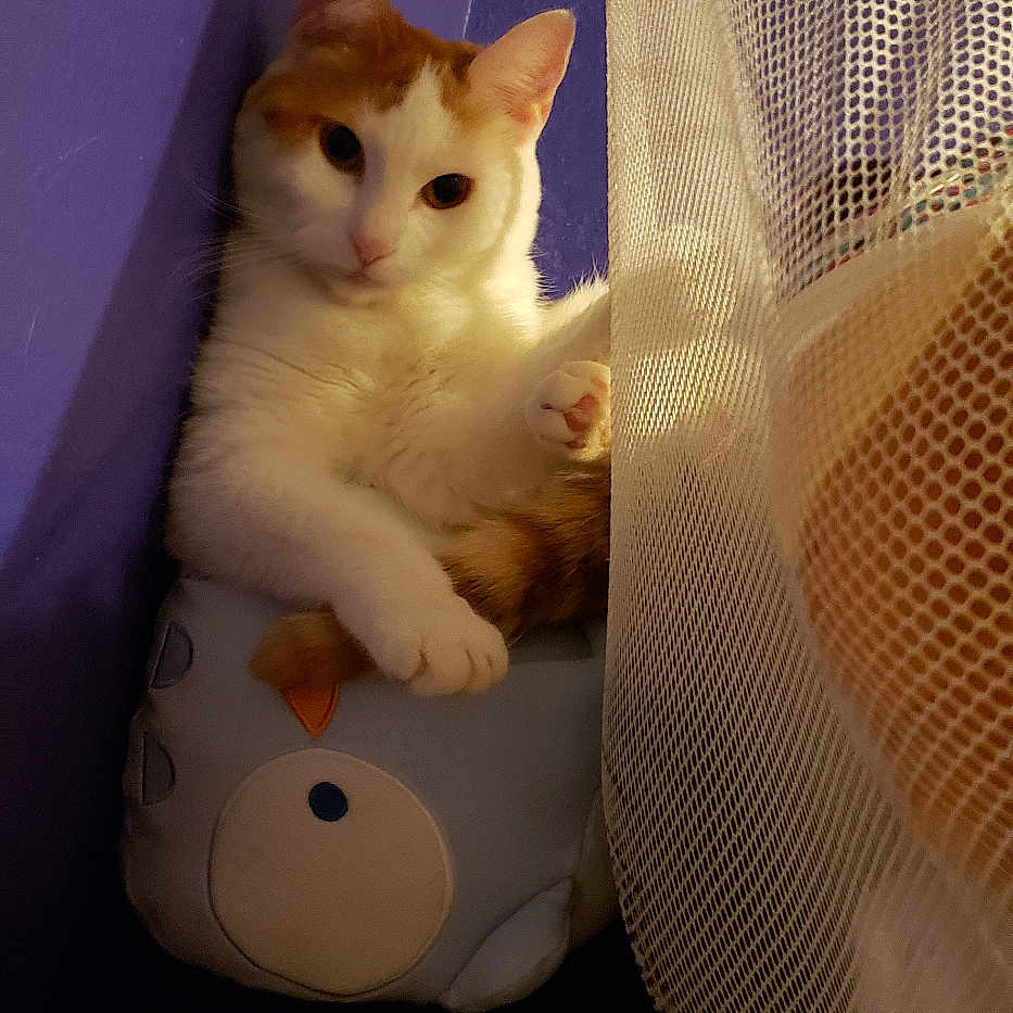 Athena joined the competition — help win amazing prizes! abyssinian, angora, animal, bed, cat, cradle, crib, furniture, hammock, infantbed, kitten, manx, pet, siamese