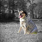 Milo joined the competition — help win amazing prizes! dog, animal, outdoor, grass, sitting, happy, tongue_out, nature, forest, pet, canine, spotted_coat, portrait, daylight, smiling, fur, mammal, leisure, background_blur, selective_color