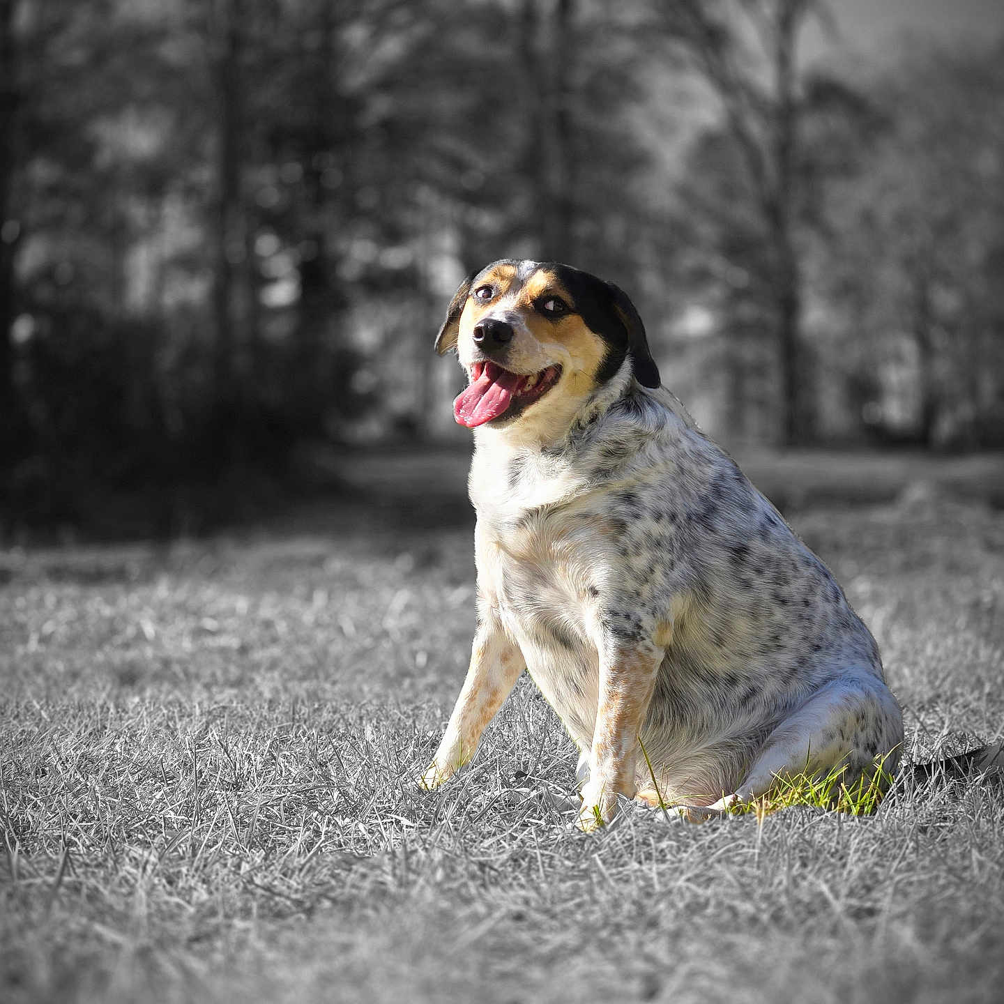 Milo joined the competition — help win amazing prizes! animal, background_blur, canine, daylight, dog, forest, fur, grass, happy, leisure, mammal, nature, outdoor, pet, portrait, selective_color, sitting, smiling, spotted_coat, tongue_out