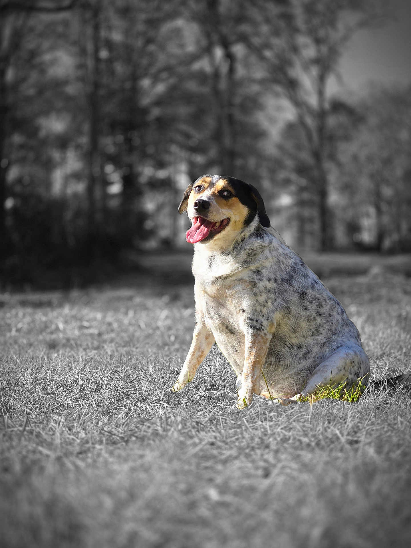 Milo