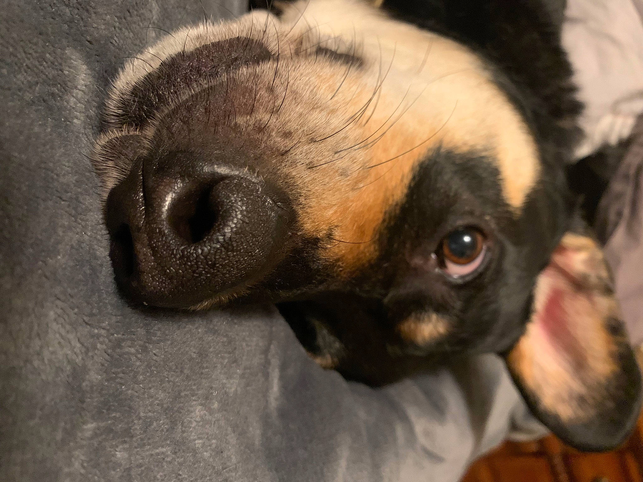 Polly joined the competition — help win amazing prizes! canidae, carnivore, comfort, companion_dog, dog, dog_breed, ear, eye, fawn, fur, head, nose, paw, snout, sporting_group, terrestrial_animal, toy_dog, whiskers, working_animal, wrinkle