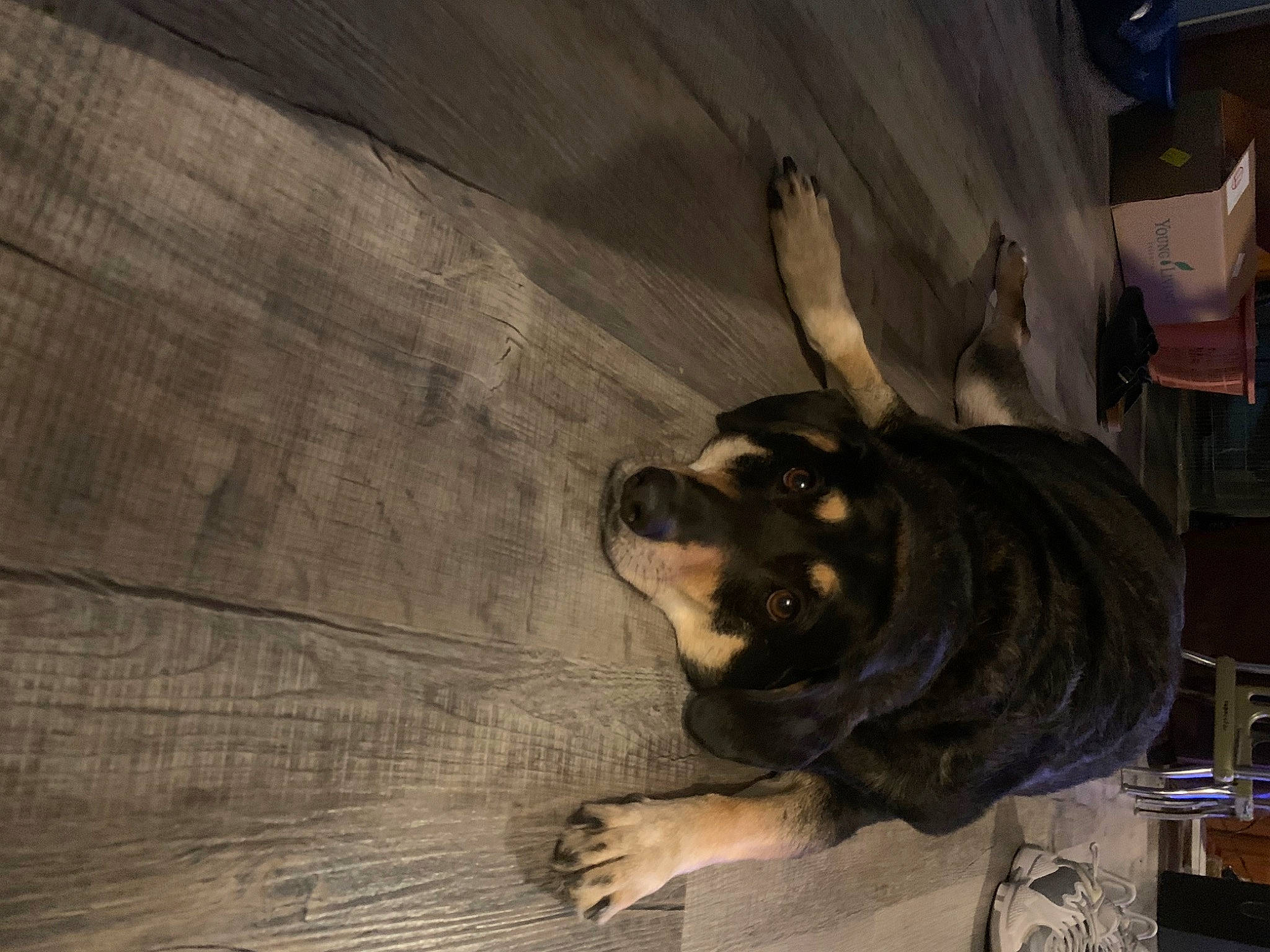 Polly is registered to the contest to win money with this photo: art, automotive_tire, ceiling, companion_dog, concrete, dog, dog_breed, floor, flooring, fur, guard_dog, hardwood, plywood, sculpture, shadow, tints_and_shades, visual_arts, wood, wood_flooring, wood_stain