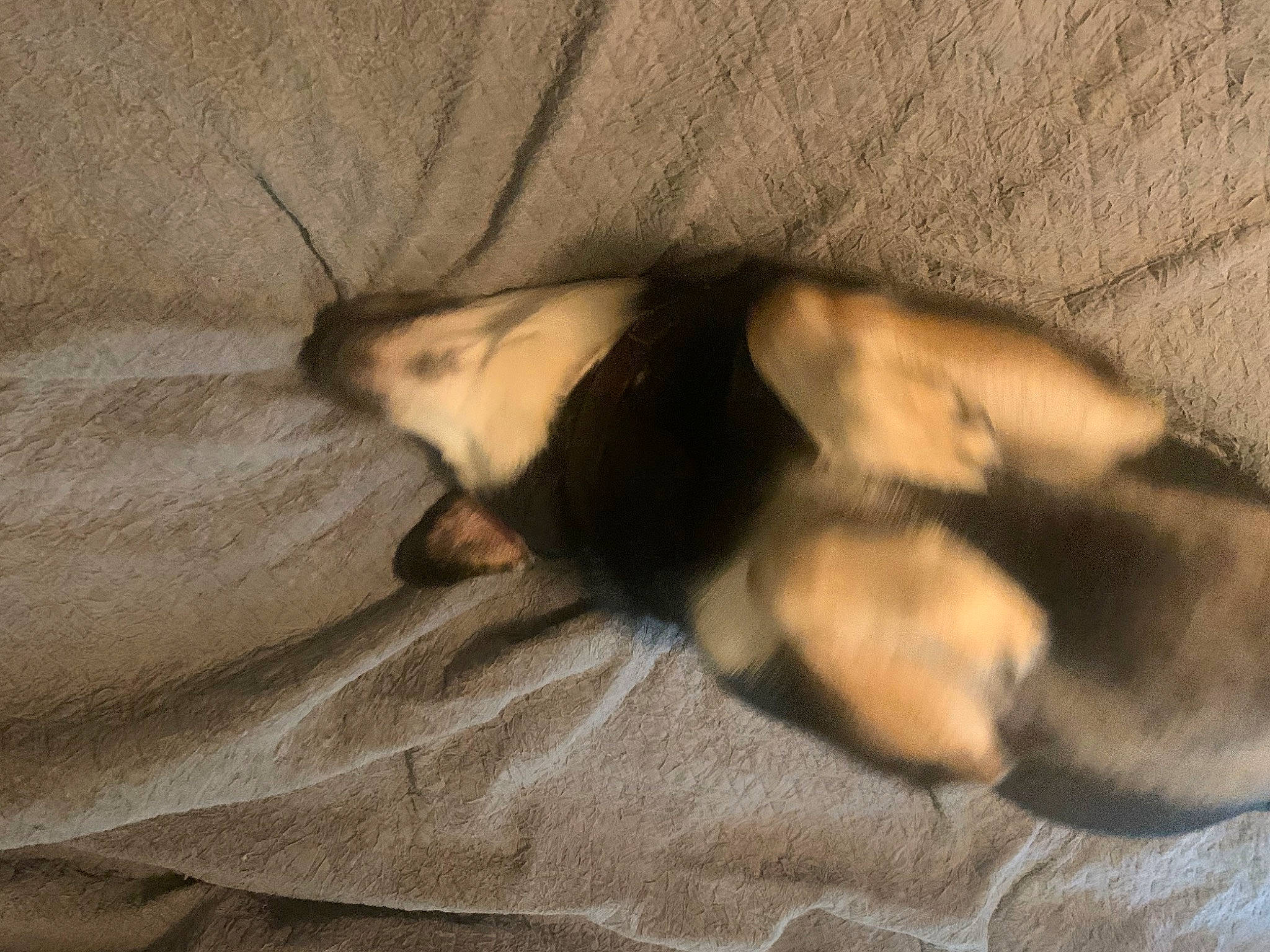 Polly joined the competition — help win amazing prizes! brown, canidae, carnivore, comfort, companion_dog, dog, dog_breed, fawn, felidae, fur, hardwood, linens, paw, shadow, small_to_medium_sized_cats, snout, sporting_group, tail, terrestrial_animal, wood