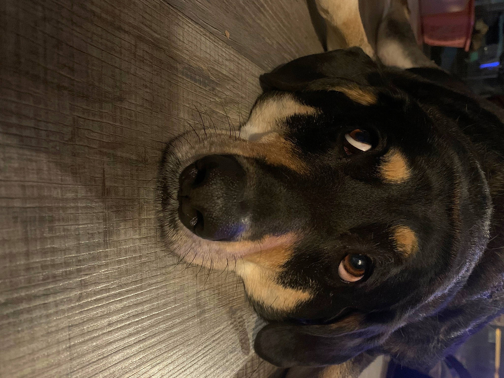 Polly is registered to the contest to win money with this photo: canidae, carnivore, comfort, companion_dog, dog, dog_breed, ear, fawn, fur, guard_dog, hardwood, liver, paw, pet_supply, snout, sporting_group, whiskers, wood, working_animal, working_dog