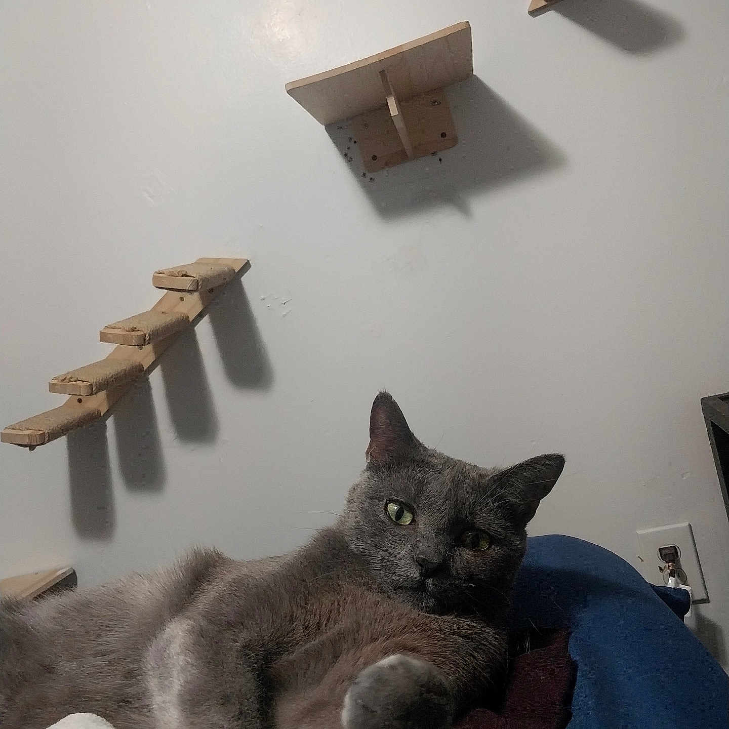 Shadow is registered to the contest to win money with this photo: cat, gray_cat, pet, feline, animal, indoor, relaxed, paw, curious, blanket, wall, wooden_shelves, shadow, furniture, domestic, cute, resting, cozy, green_eyes, closeup