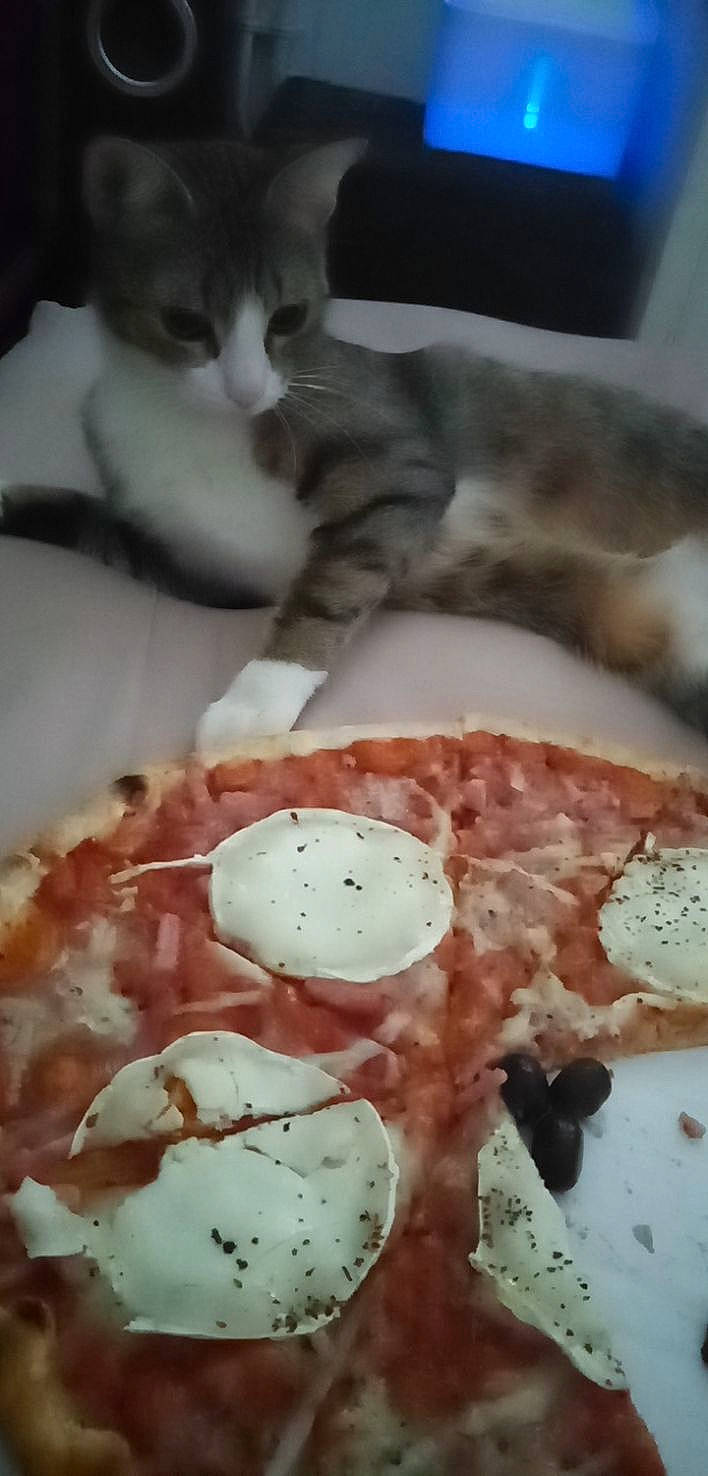 Schpoune a rejoint le concours — aidez-le/la à gagner de superbes lots ! animal_fat, animal_product, capicola, carnivore, cat, cat_supply, cold_cut, cuisine, dish, felidae, food, ingredient, jagdwurst, meat, produce, recipe, salchichon, salumi, tableware, whiskers