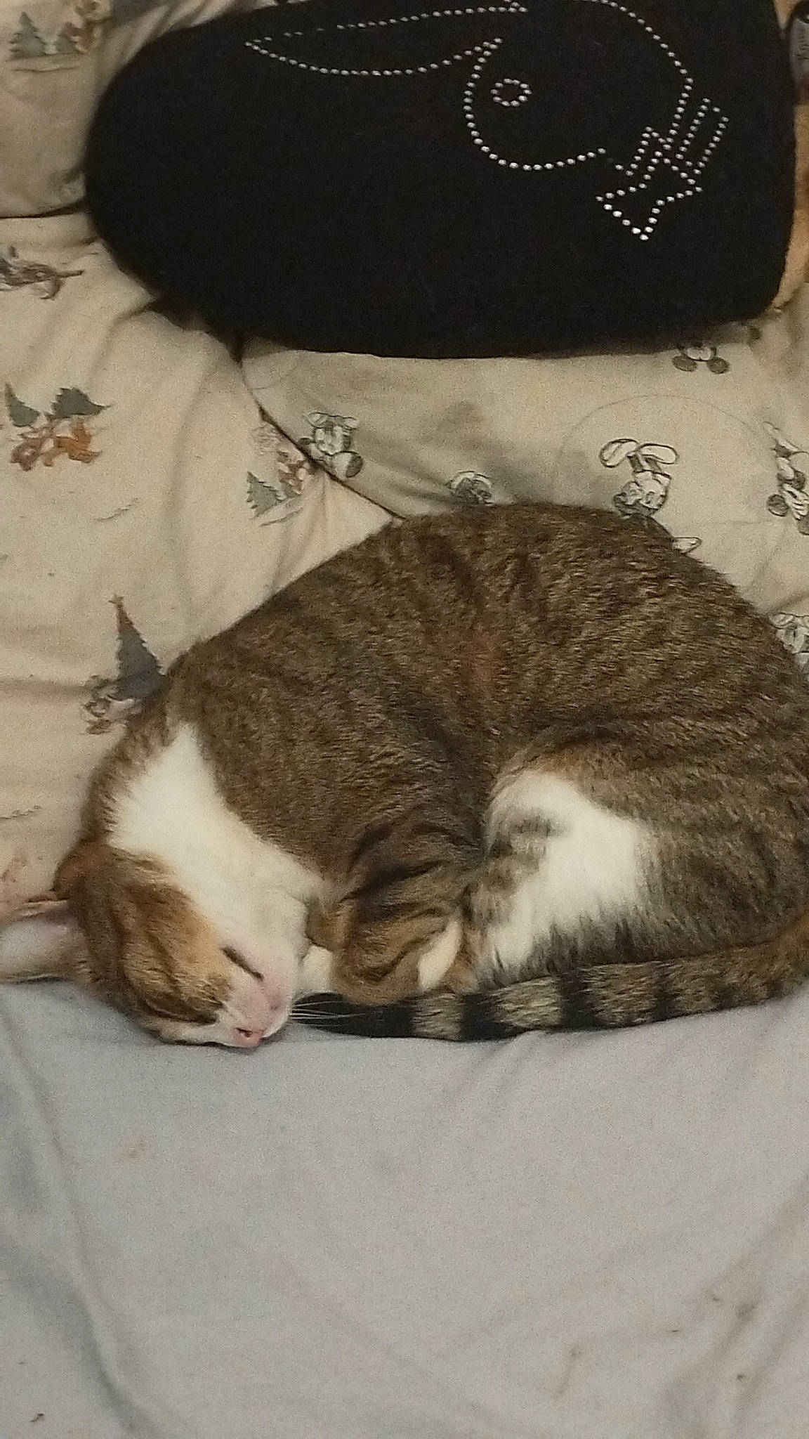 Schpoune a rejoint le concours — aidez-le/la à gagner de superbes lots ! carnivore, cat, claw, comfort, domestic_short_haired_cat, felidae, fur, grey, jewellery, linens, mountain, nap, paw, sleep, sleeve, small_to_medium_sized_cats, snout, tail, whiskers