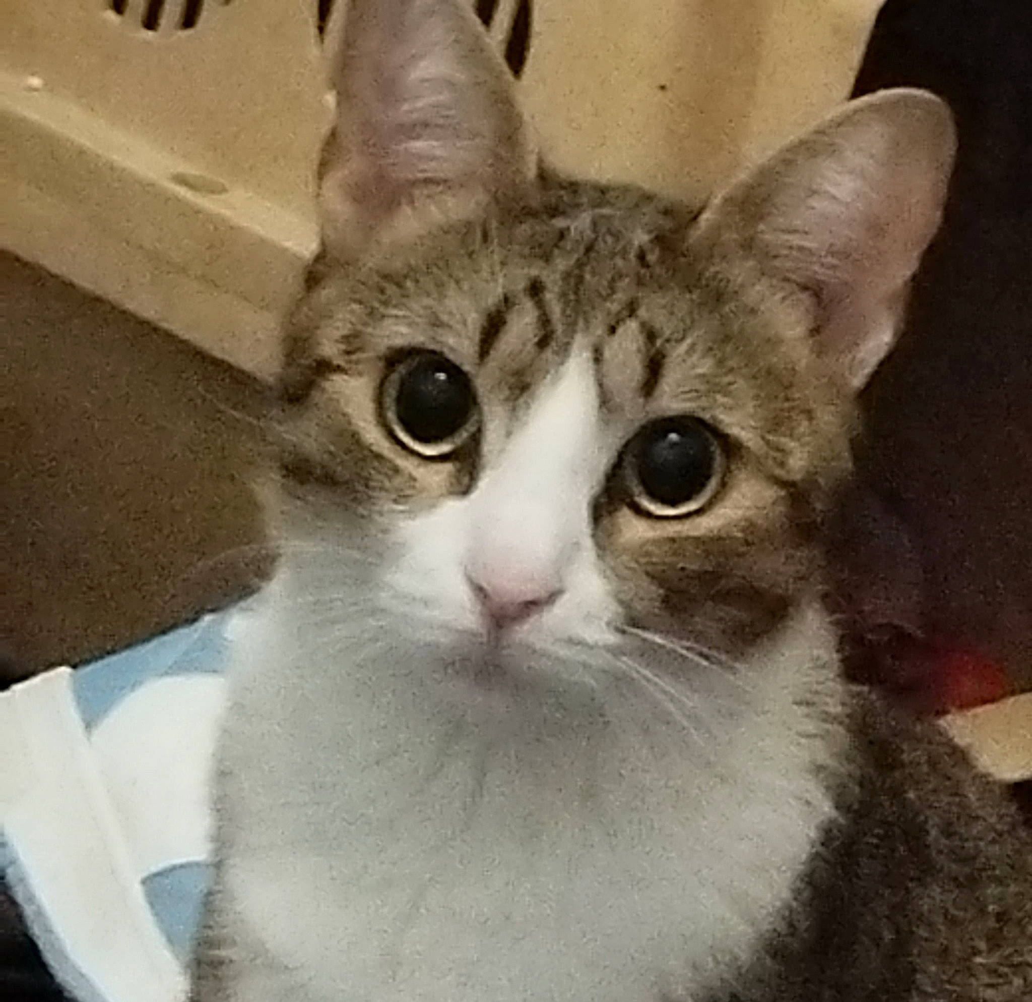 Schpoune participe au concours pour gagner de l'argent avec cette photo : carnivore, cat, domestic_short_haired_cat, door, felidae, fur, paw, small_to_medium_sized_cats, snout, square, whiskers, window