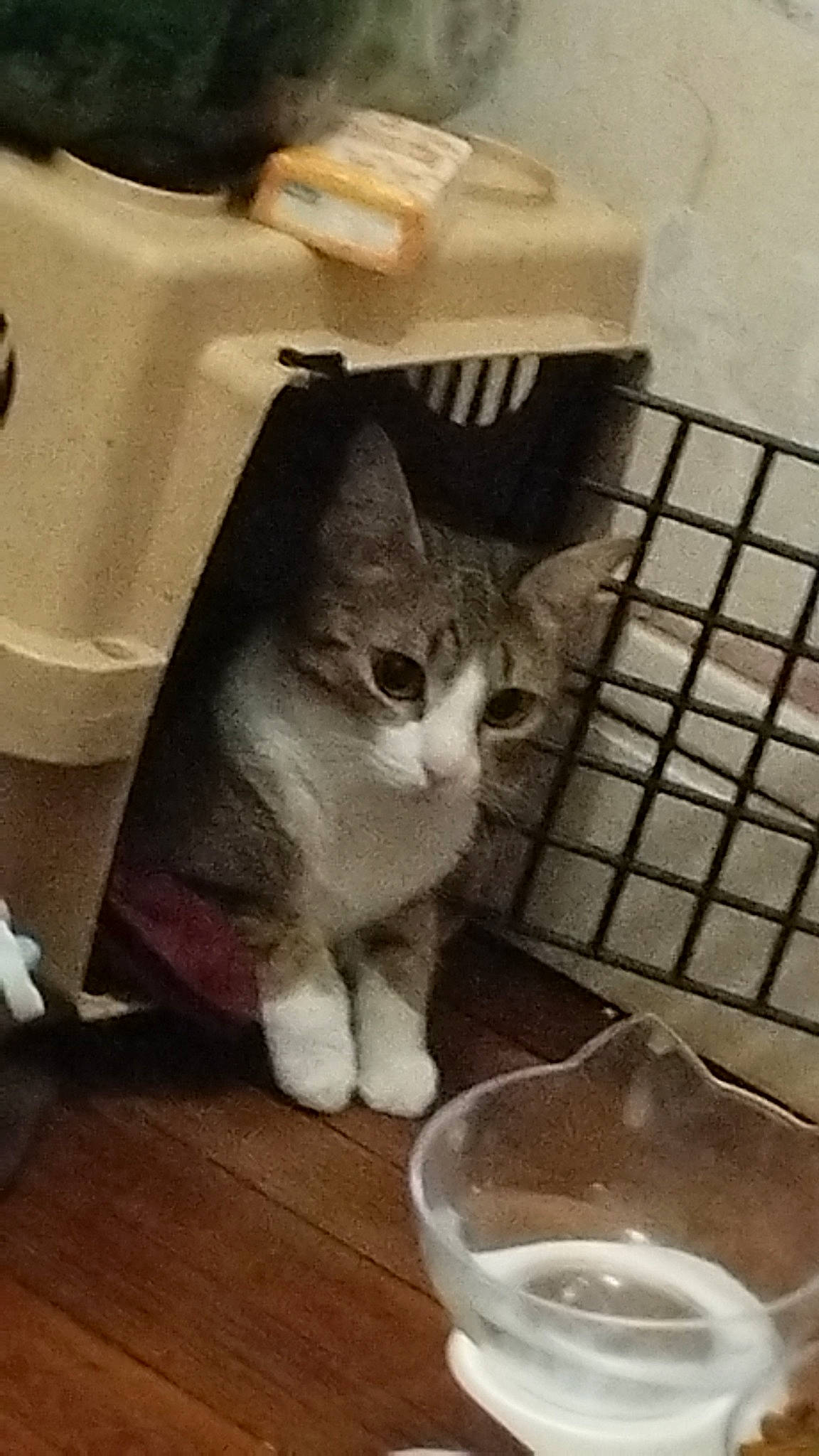 Schpoune participe au concours pour gagner de l'argent avec cette photo : animal_feed, carnivore, cat, cat_supply, domestic_short_haired_cat, felidae, flooring, fur, hardwood, ingredient, mixing_bowl, pet_food, pet_supply, small_animal_food, small_to_medium_sized_cats, snout, tail, vertebrate, whiskers, wood