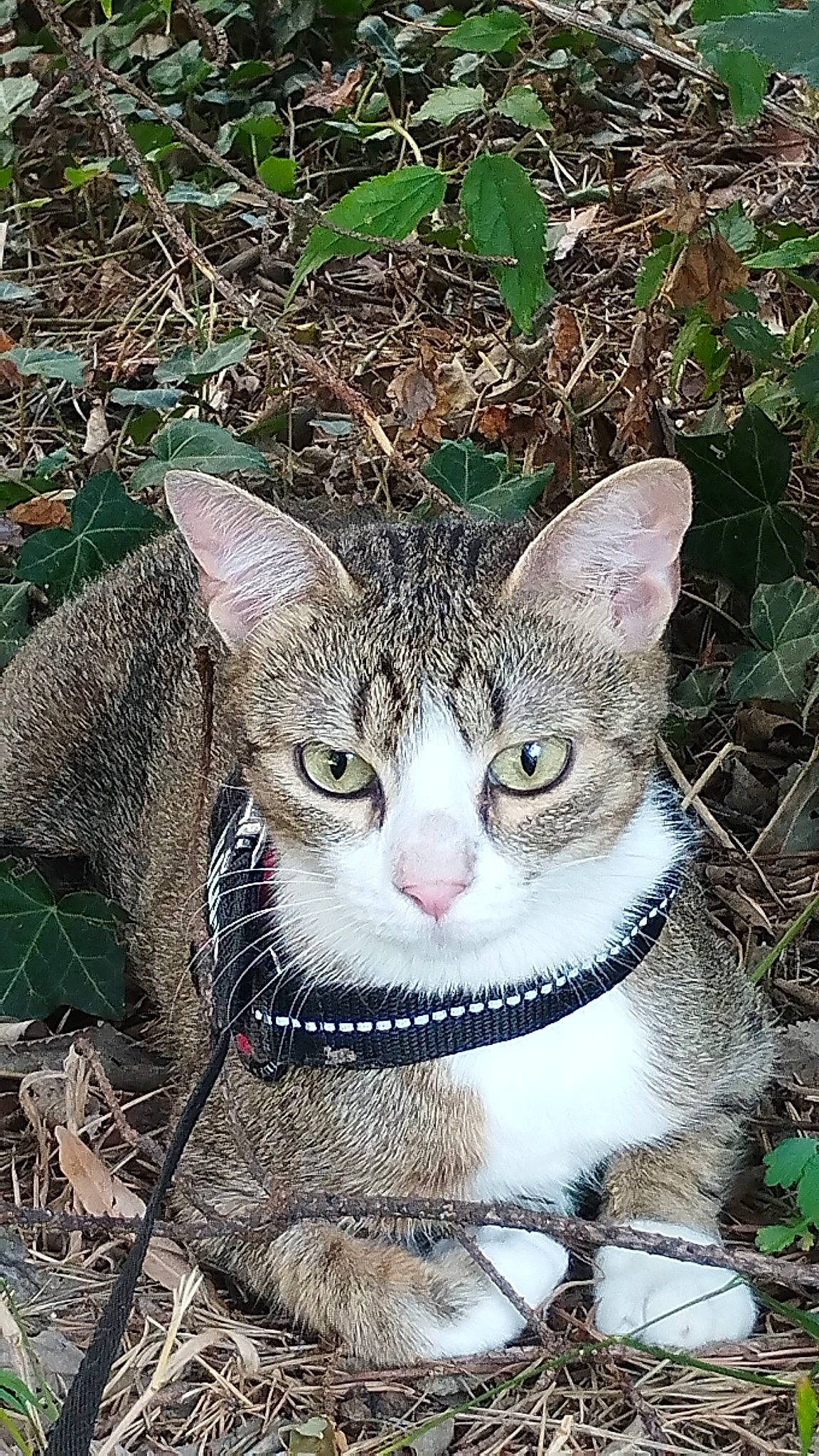 Schpoune participe au concours pour gagner de l'argent avec cette photo : carnivore, cat, collar, domestic_short_haired_cat, eye, fawn, felidae, fur, grass, head, iris, paw, plant, small_to_medium_sized_cats, snout, tail, terrestrial_animal, tree, whiskers, wildlife
