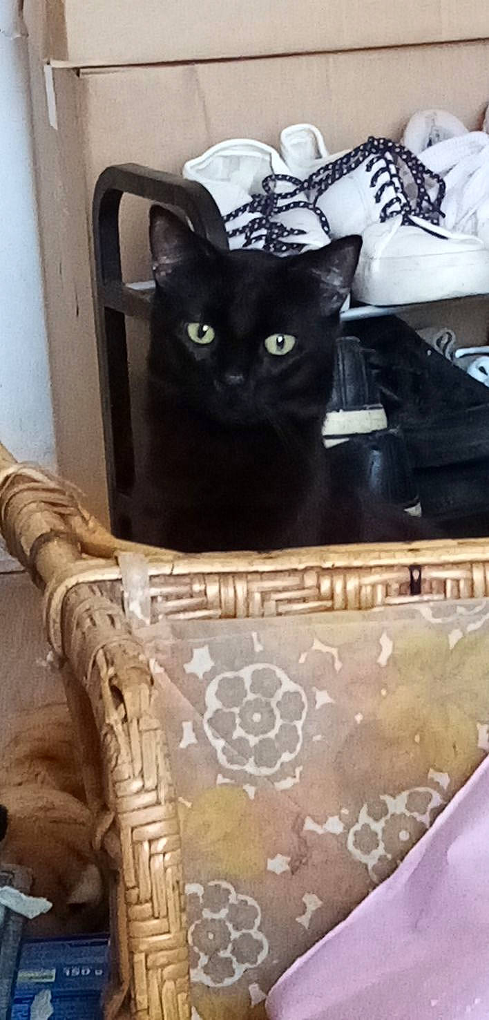 Minui a rejoint le concours — aidez-le/la à gagner de superbes lots ! bag, black, black_cat, box, carnivore, cat, cat_supply, chair, comfort, domestic_short_haired_cat, felidae, fur, mammal, pet_supply, small_to_medium_sized_cats, stairs, tail, whiskers, white, wood