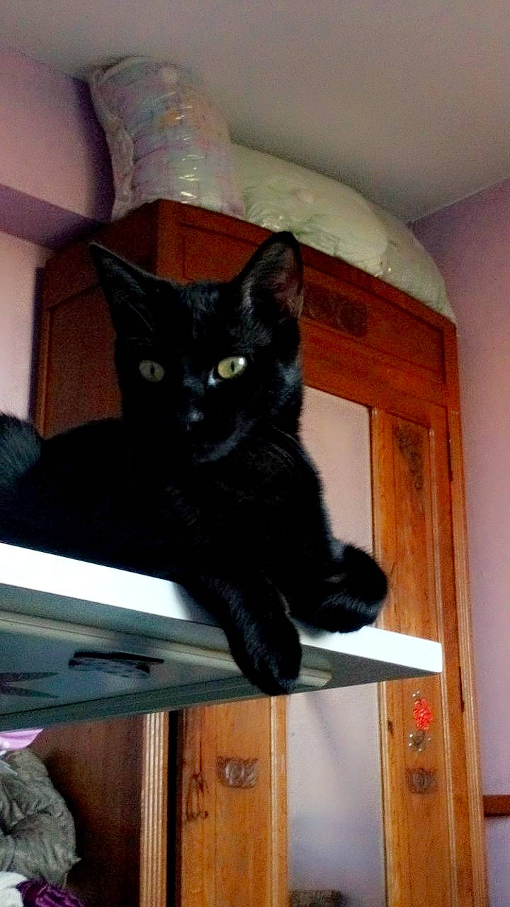 Minui a rejoint le concours — aidez-le/la à gagner de superbes lots ! black_cat, bombay, carnivore, cat, chair, claw, comfort, domestic_short_haired_cat, felidae, fur, hardwood, paw, room, shelf, shelving, small_to_medium_sized_cats, snout, tail, whiskers, wood