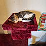 animal, calendar, cat, cat_perch, cozy, cute, domestic_animal, fur, furniture, home, indoor, pet, plush, quiet, relaxed, resting, sleeping, soft, tabby_cat, wall