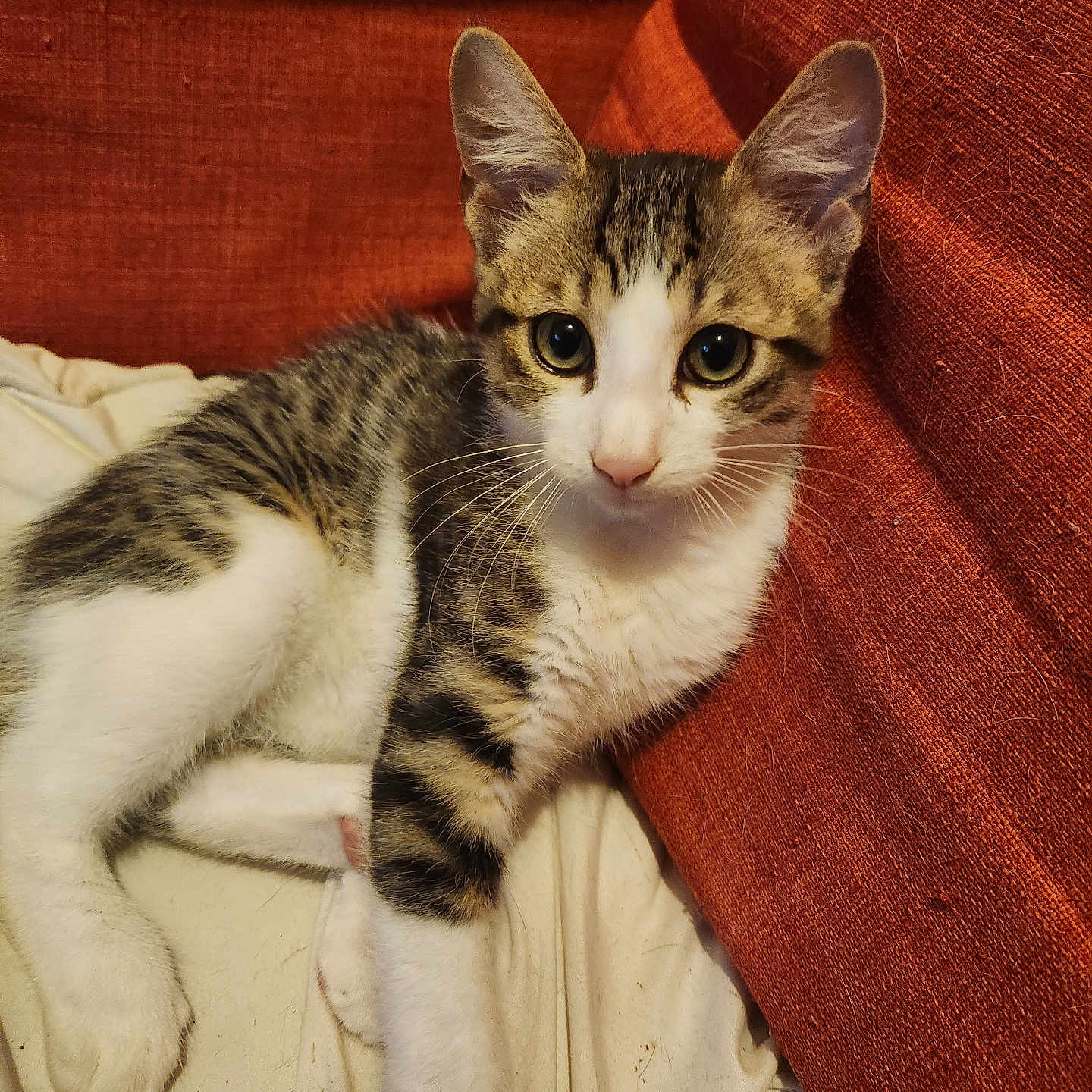 Mozart participe au concours pour gagner de l'argent avec cette photo : animal, blanket, brown, cat, couch, cute, ears, eyes, feline, fur, indoor, kitten, pet, relaxed, resting, striped, tabby, whiskers, white, young