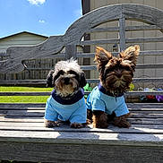 Remington And Louie joined the competition — help win amazing prizes! backyard, bench, blue_shirts, blue_sky, clouds, cute, dogs, fluffy_fur, garden, grass, matching_outfits, outdoors, pair, portrait, puppies, sitting, small_dogs, suburban, sunlight, wooden_bench