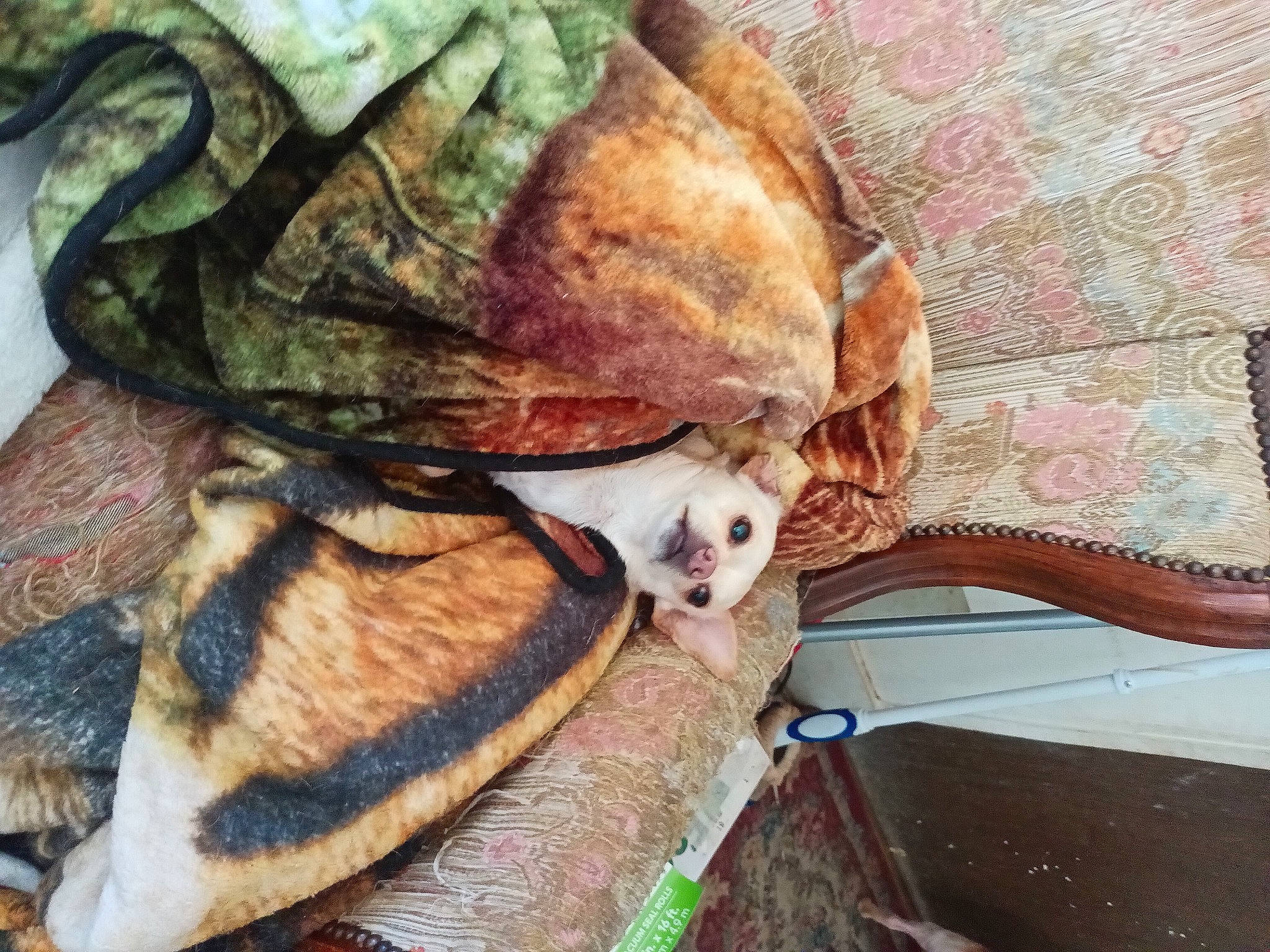 Salt joined the competition — help win amazing prizes! bag, canidae, comfort, companion_dog, dog_breed, eyewear, fawn, feather, felidae, fur, linens, small_to_medium_sized_cats, snout, stuffed_toy, tail, terrestrial_animal, toy, visual_arts, whiskers, wood