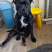 Coquillette a rejoint le concours — aidez-le/la à gagner de superbes lots ! dog, black_dog, pet, sitting, floor, wood_floor, indoor, trash_bin, yellow_stool, wall, pipe, clothing, fabric, animal, canine, fur, ears, face, paw, looking