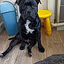 dog, black_dog, pet, sitting, floor, wood_floor, indoor, trash_bin, yellow_stool, wall, pipe, clothing, fabric, animal, canine, fur, ears, face, paw, looking