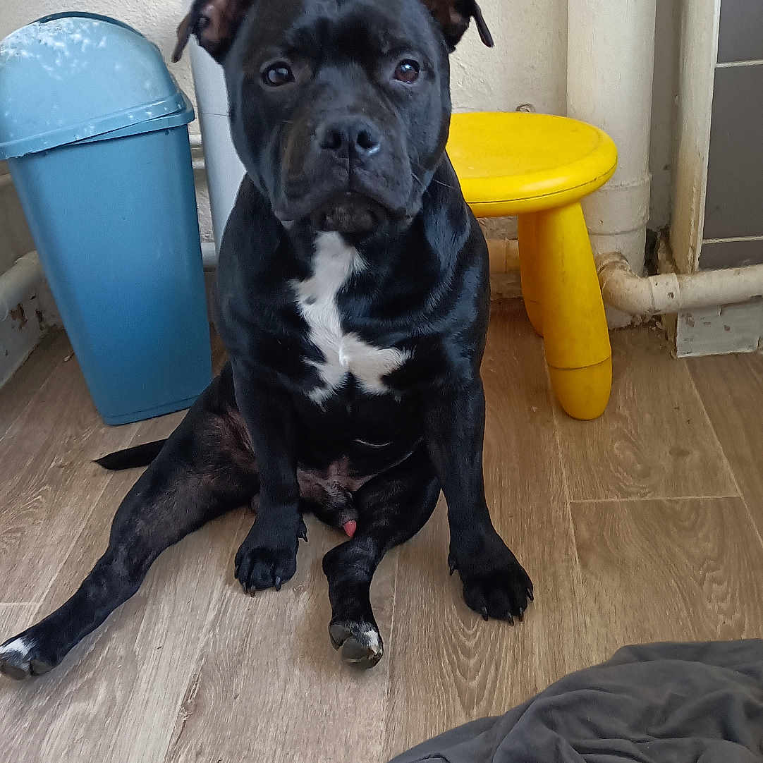 Coquillette a rejoint le concours — aidez-le/la à gagner de superbes lots ! animal, black_dog, canine, clothing, dog, ears, fabric, face, floor, fur, indoor, looking, paw, pet, pipe, sitting, trash_bin, wall, wood_floor, yellow_stool