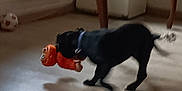 Cookies a rejoint le concours — aidez-le/la à gagner de superbes lots ! dog, toy, indoor, floor, wooden_furniture, ball, black_dog, pet, collar, playing, living_room, movement, blur, animal, wooden_floor, house, domestic, canine, walking, home