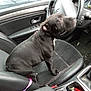 Cookies participe au concours pour gagner de l'argent avec cette photo : dog, black_dog, car_interior, steering_wheel, car_seat, seatbelt, gear_shift, keys, messy, window, door_handle, dashboard, leather, fabric_seat, pet, animal, vehicle, seat, inside_car, seat_belt