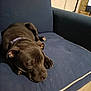 Cookies participe au concours pour gagner de l'argent avec cette photo : dog, black_dog, sleeping, couch, blue_couch, indoor, pet, canine, relaxed, resting, fur, collar, floor, home, animal, mammal, quiet, cozy, nap, living_room
