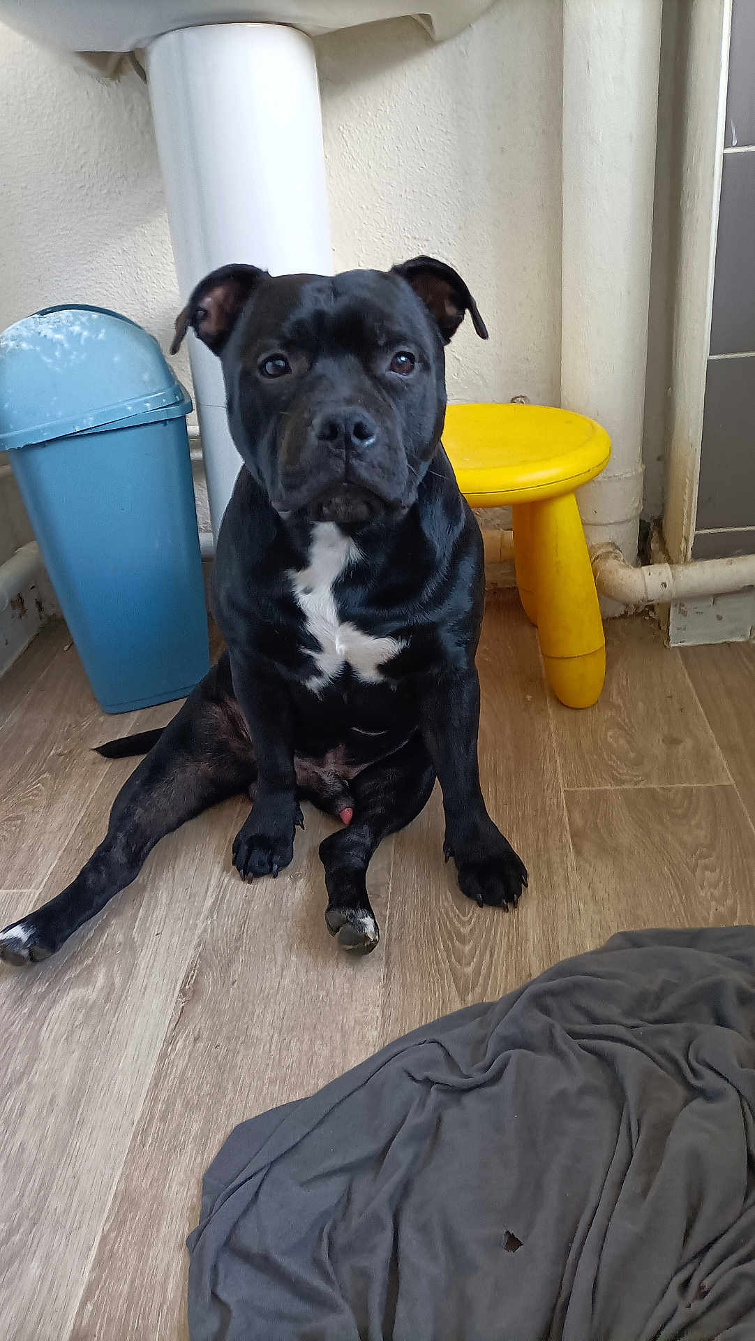 Cookies a rejoint le concours — aidez-le/la à gagner de superbes lots ! dog, black_dog, pet, sitting, floor, wood_floor, indoor, trash_bin, yellow_stool, wall, pipe, clothing, fabric, animal, canine, fur, ears, face, paw, looking