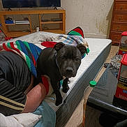 Cookies participe au concours pour gagner de l'argent avec cette photo : puppy, dog, person, blanket, mattress, television, animated_movie, furniture, dresser, room, floor, window, plastic_bottle, table, clothing, indoor, curious, lying_down, colorful, knitted