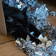 Tip Toe joined the competition — help win amazing prizes! animal, black_cat, cardboard_box, cat, cozy, feline, floor, holiday_decor, indoor, pet, playful, relaxed, resting, shiny, silver_tinsel, sleeping, tinsel, whiskers, white_paws, wood_floor