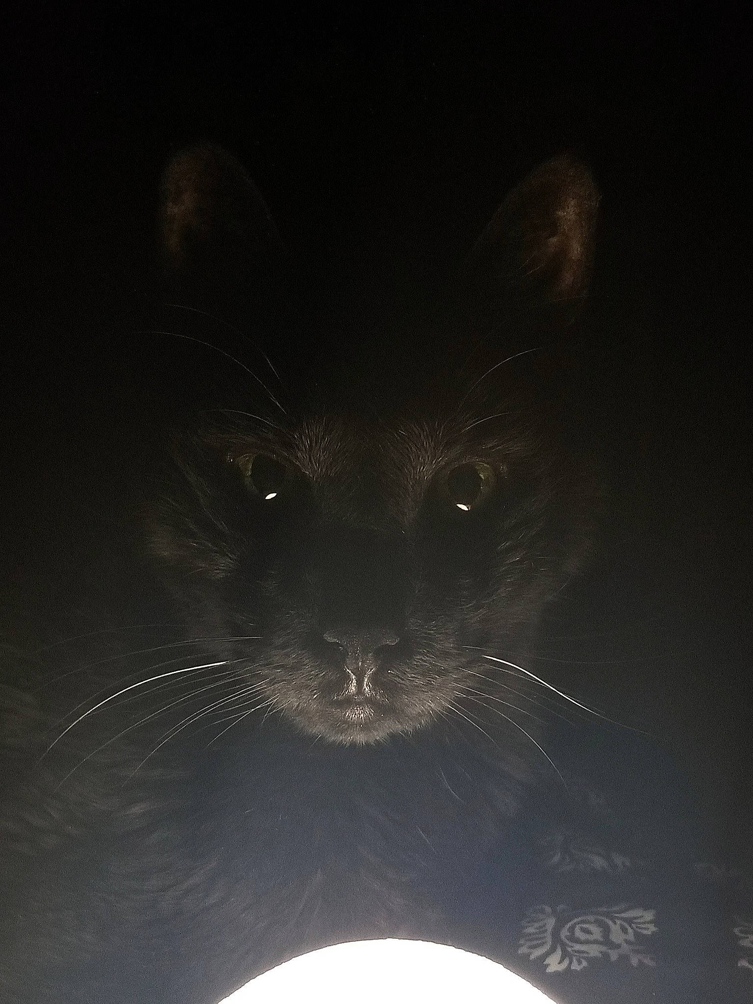 Midnight is registered to the contest to win money with this photo: carnivore, cat, darkness, electric_blue, eye, felidae, fur, head, iris, small_to_medium_sized_cats, snout, still_life_photography, terrestrial_animal, whiskers, wildlife