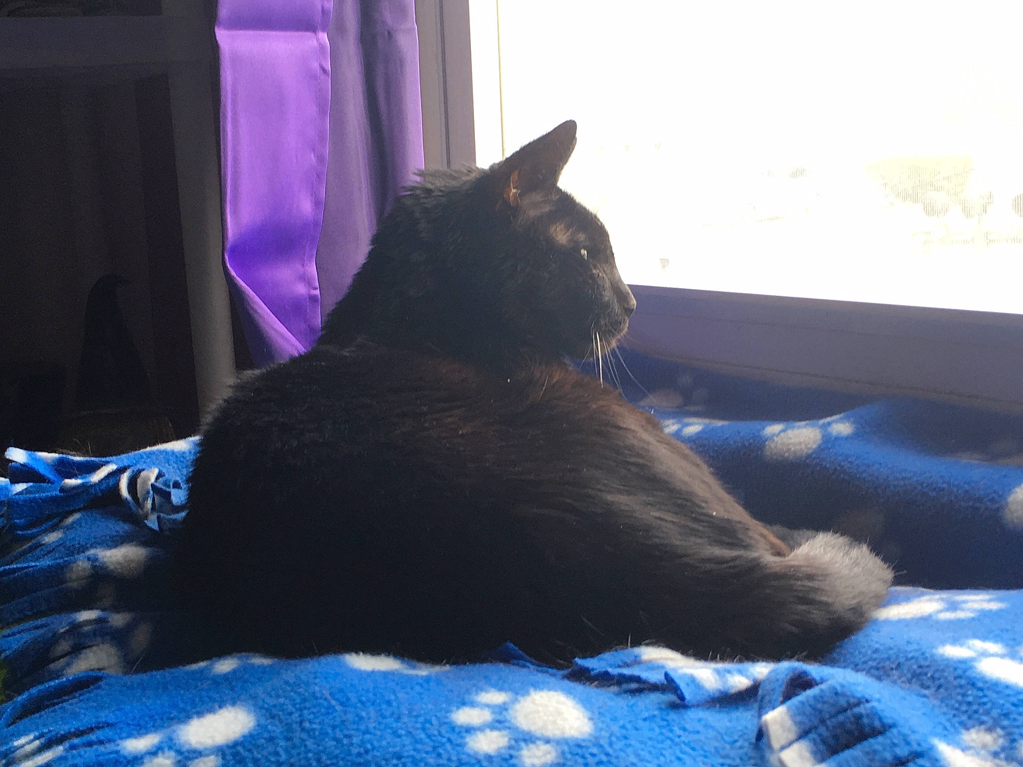 Midnight is registered to the contest to win money with this photo: bed, black_cat, blue, carnivore, cat, comfort, curtain, domestic_short_haired_cat, electric_blue, felidae, fur, grey, linens, purple, room, sitting, small_to_medium_sized_cats, tail, whiskers, window
