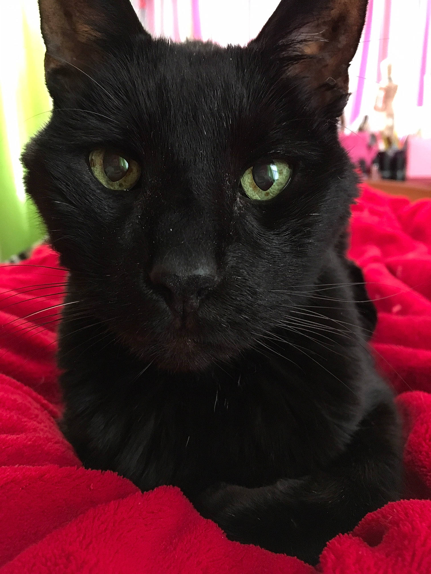 Midnight is registered to the contest to win money with this photo: black, black_cat, bombay, carmine, carnivore, cat, close_up, comfort, domestic_short_haired_cat, felidae, fur, red, small_to_medium_sized_cats, snout, terrestrial_animal, whiskers