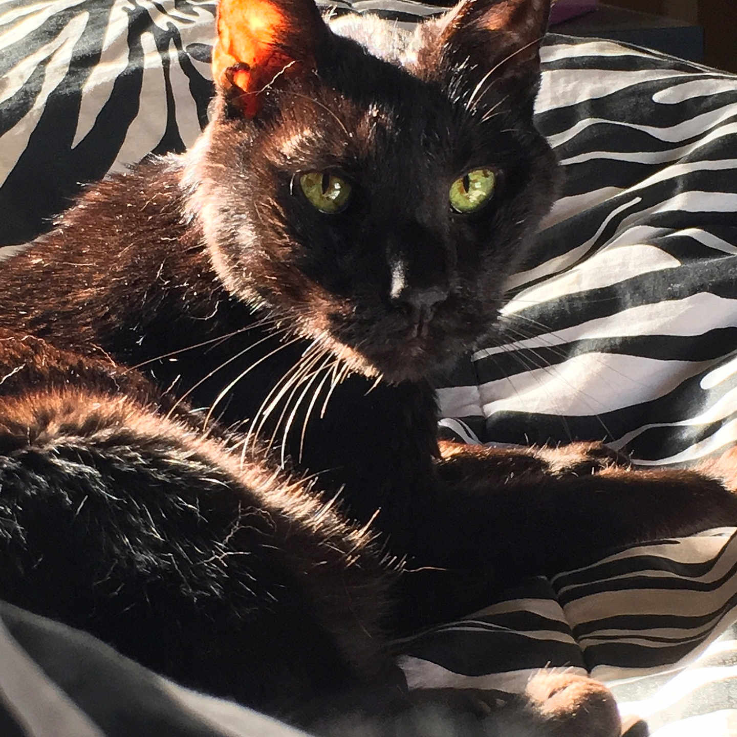 Midnight joined the competition — help win amazing prizes! abyssinian, animal, bed, bedroom, blackcat, blanket, brasssection, cat, couch, cushion, furniture, homedecor, indoors, kitten, linen, manx, pet, quilt, room, siamese