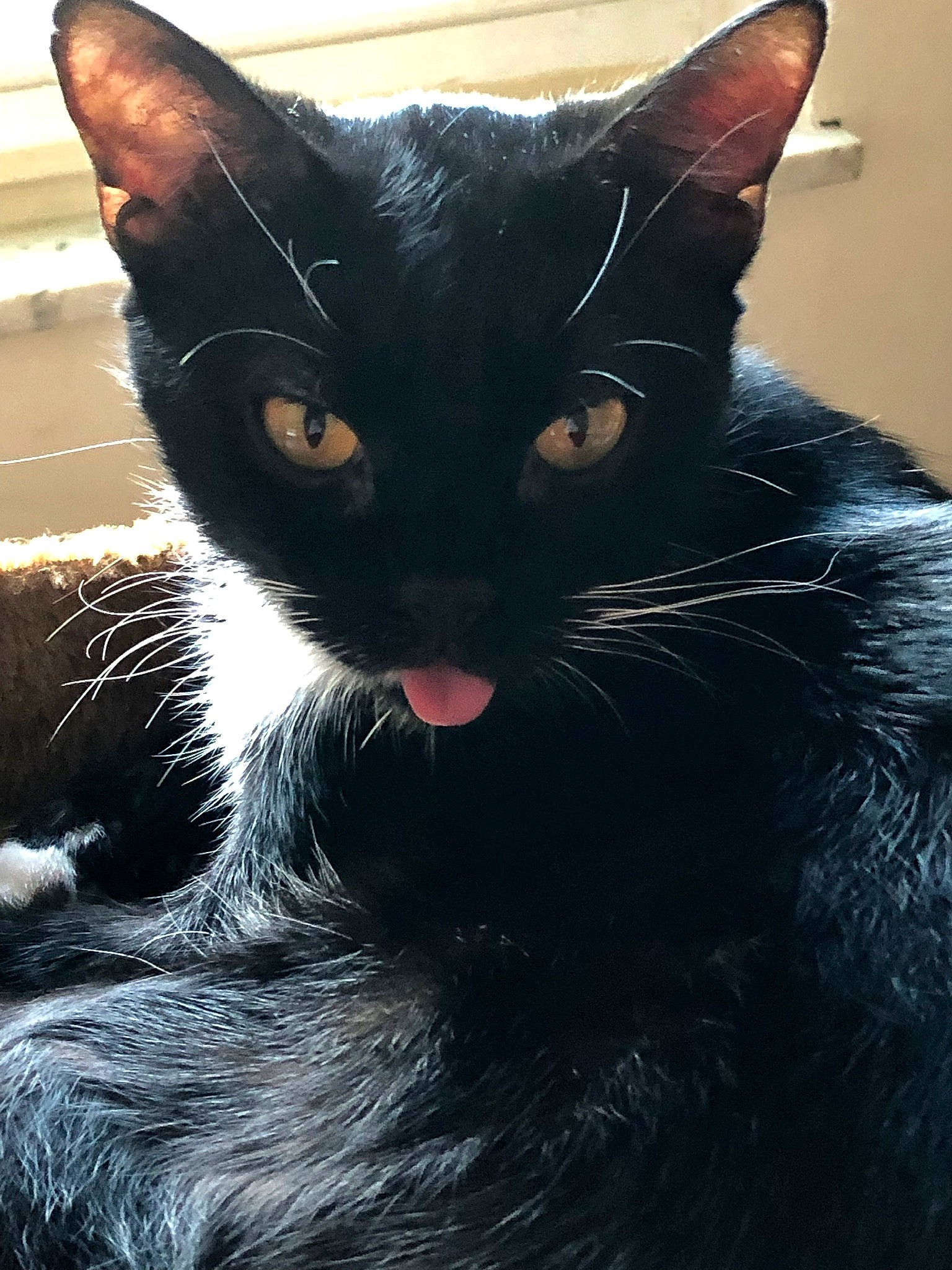 Bagheera joined the competition — help win amazing prizes! asian, black, black_and_white, black_cat, bombay, carnivore, cat, close_up, ear, eye, felidae, fur, kitten, mammal, oriental_longhair, small_to_medium_sized_cats, snout, whiskers