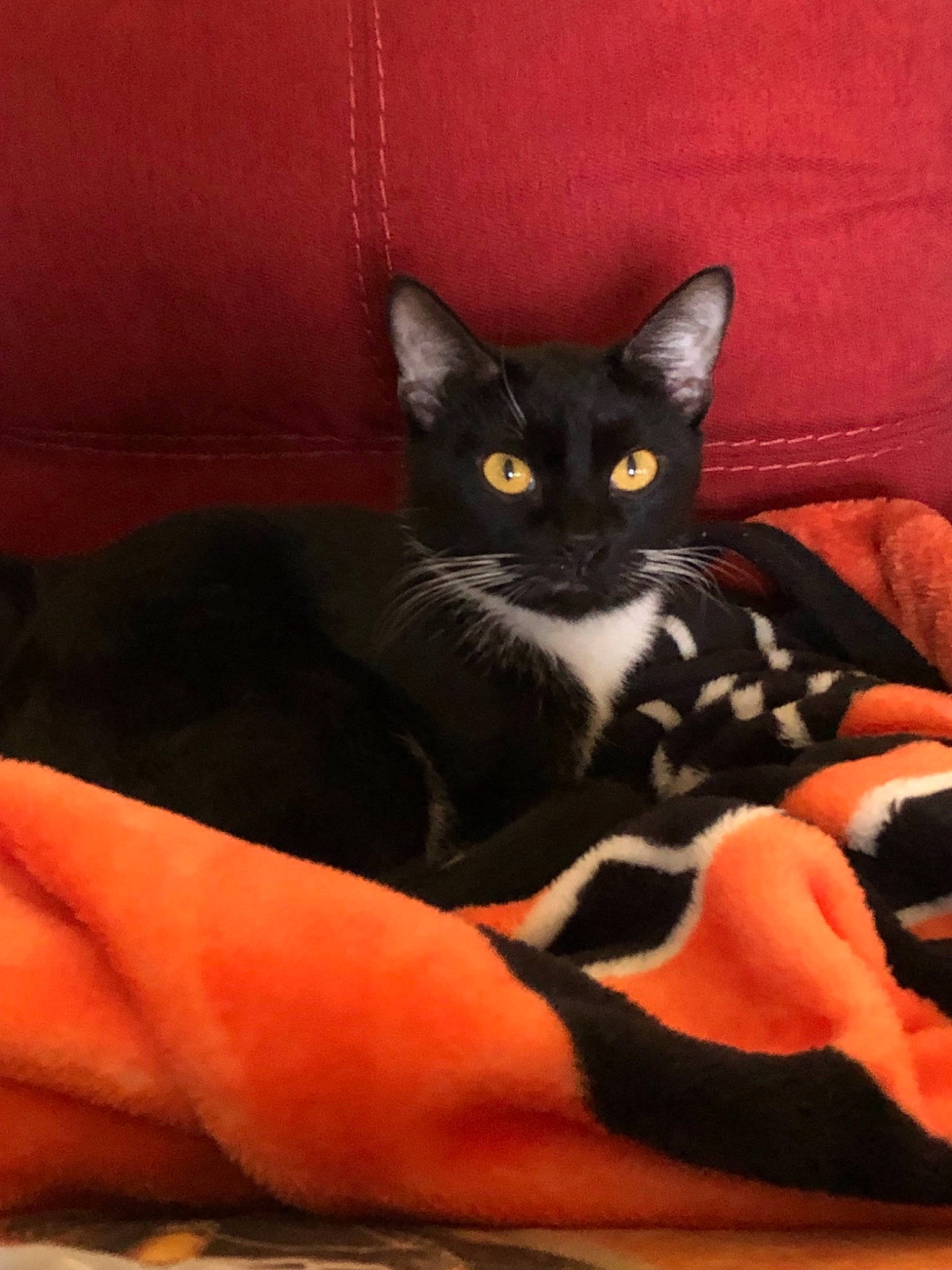 Bagheera joined the competition — help win amazing prizes! asian, black_cat, bombay, carnivore, cat, domestic_short_haired_cat, felidae, kitten, mammal, small_to_medium_sized_cats, whiskers