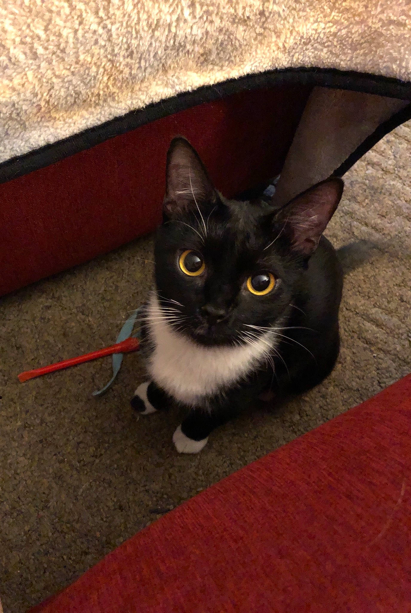 Bagheera is registered to the contest to win money with this photo: asian, black_cat, carnivore, cat, domestic_short_haired_cat, european_shorthair, eye, felidae, german_rex, iris, kitten, mammal, ojos_azules, polydactyl_cat, small_to_medium_sized_cats, snout, vertebrate, whiskers