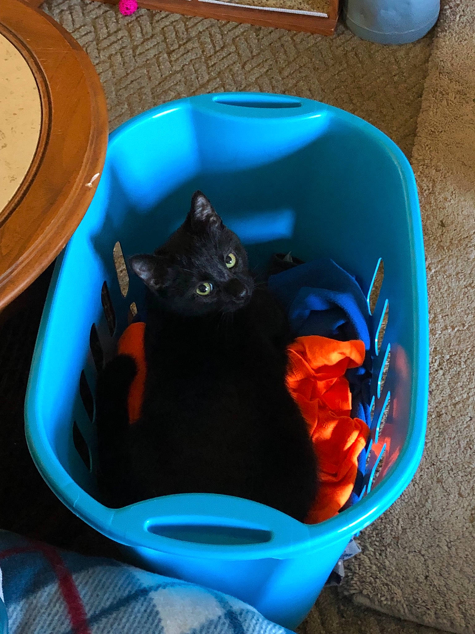T'Challa is registered to the contest to win money with this photo: black_cat, bowl, bucket, carnivore, cat, cat_supply, felidae, litter_box, small_to_medium_sized_cats