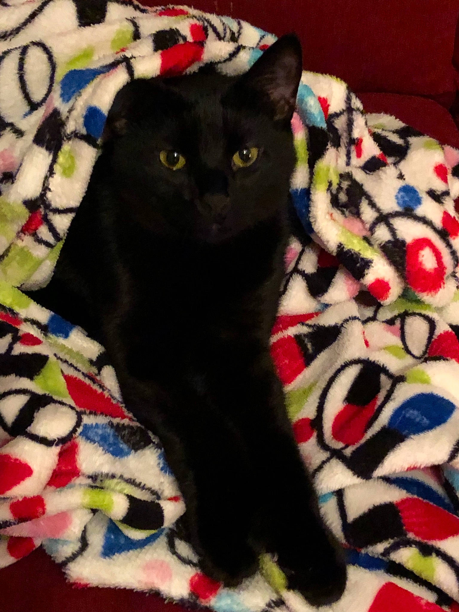 T'Challa is registered to the contest to win money with this photo: asian, black, black_cat, blanket, bombay, carnivore, cat, domestic_short_haired_cat, felidae, fur, kitten, linens, mammal, pattern, quilt, small_to_medium_sized_cats, tail, textile, whiskers