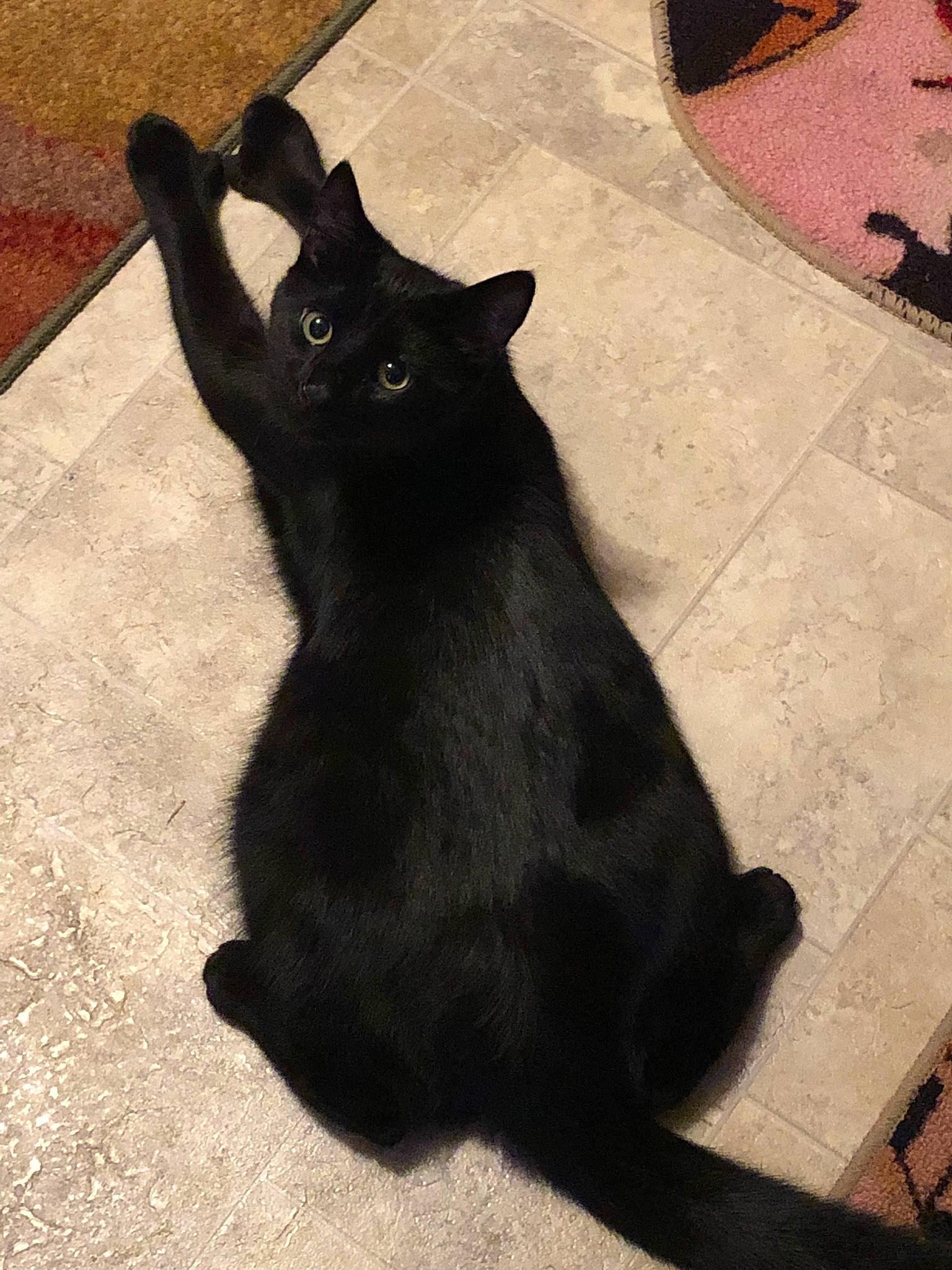 T'Challa is registered to the contest to win money with this photo: asian, black, black_cat, bombay, burmese, carnivore, cat, claw, felidae, fur, small_to_medium_sized_cats, tail, whiskers